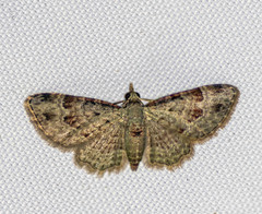 Bosara emarginaria