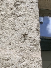 Anolidae