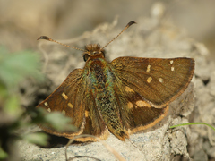 Dalla costala