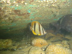 Chaetodon marleyi
