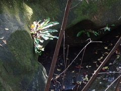 Asplenium australasicum