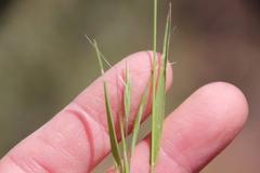 Bromus tectorum
