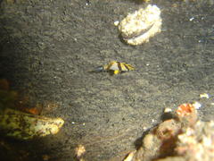 Chaetodon marleyi