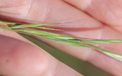 Bromus tectorum