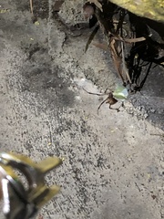 Latrodectus geometricus