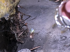 Latrodectus geometricus