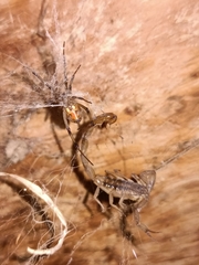 Centruroides limpidus