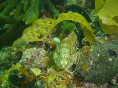 Clinus superciliosus