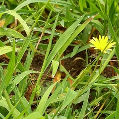 Acrida cinerea