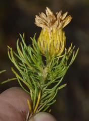 Pteronia aspera