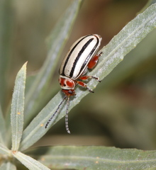 Disonycha alternata