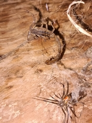 Centruroides limpidus