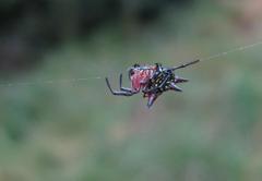 Gasteracantha sanguinolenta