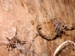 Centruroides limpidus