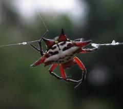 Gasteracantha sanguinolenta