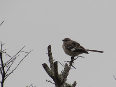 Mimus polyglottos image