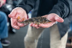 Podothecus accipenserinus