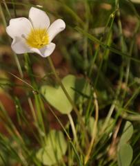 Oxalis dregei