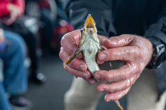 Podothecus accipenserinus