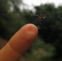 Gasteracantha sanguinolenta