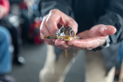 Podothecus accipenserinus