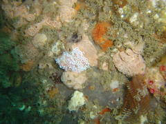 Phyllodesmium horridum