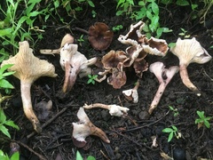 Cantharellus violaceovinosus