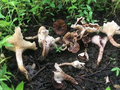 Cantharellus violaceovinosus