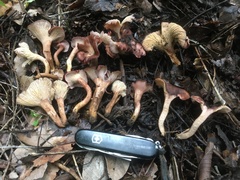 Cantharellus violaceovinosus