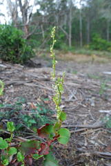 Muehlenbeckia rhyticarya