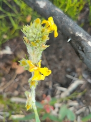 Goodenia glomerata