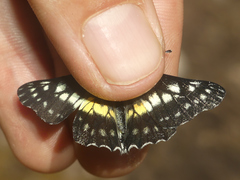 Catasticta chrysolopha
