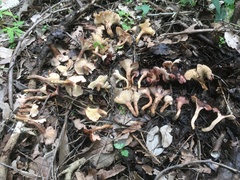 Cantharellus violaceovinosus