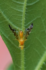 Strauzia longipennis