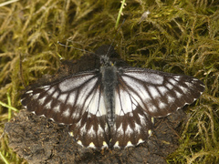 Catasticta coerulescens