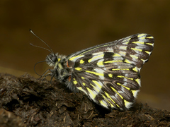 Catasticta coerulescens