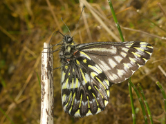Catasticta coerulescens