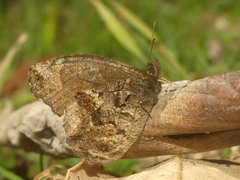 Panyapedaliodes drymaea
