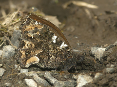 Steremnia monachella