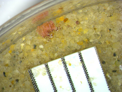 Pagurus annulipes