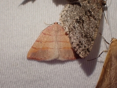 Drepanulatrix carnearia