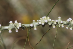 Rhopalomyia chrysothamni