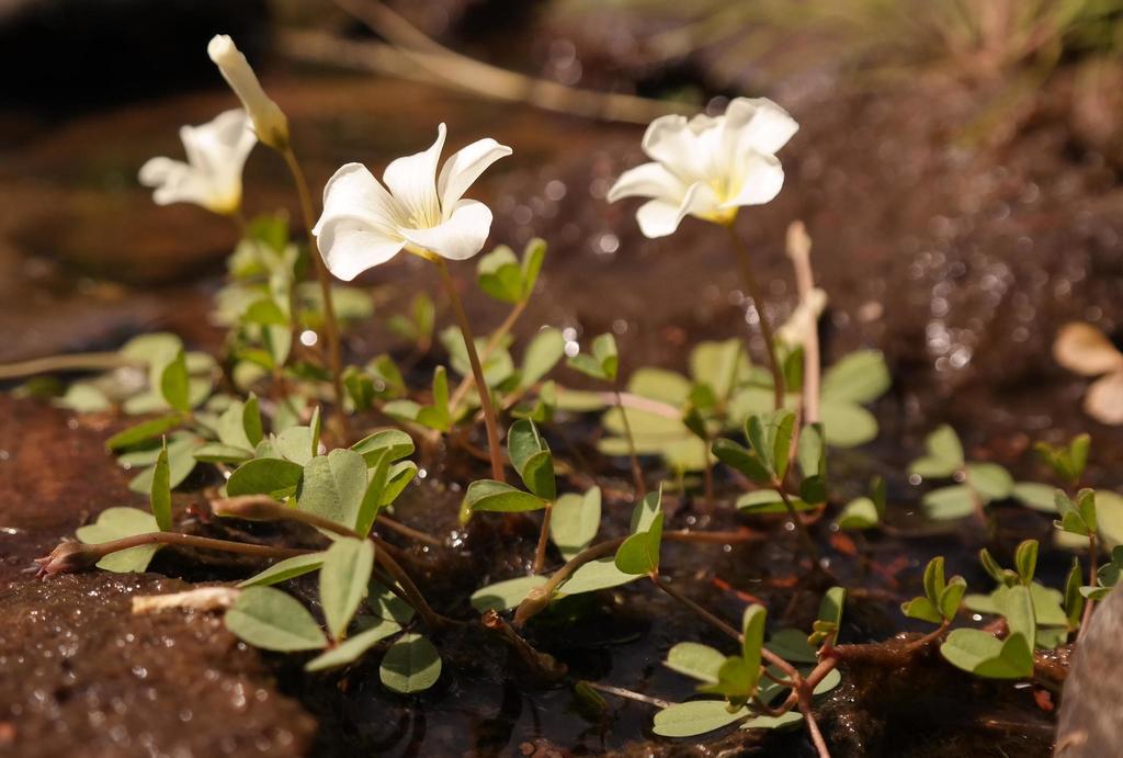 Acederilla flotante