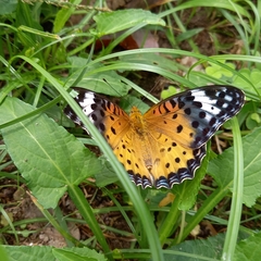 Argynnis hyperbius