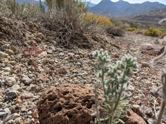 Oreocarya hoffmannii