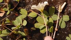 Oxalis dines