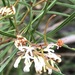 Grevillea parviflora - Photo (c) teaa981,  זכויות יוצרים חלקיות (CC BY-NC)