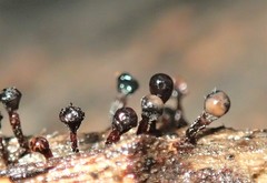 Trichia botrytis