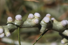 Rhopalomyia chrysothamni