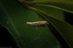 Glaucocharis molydocrossa